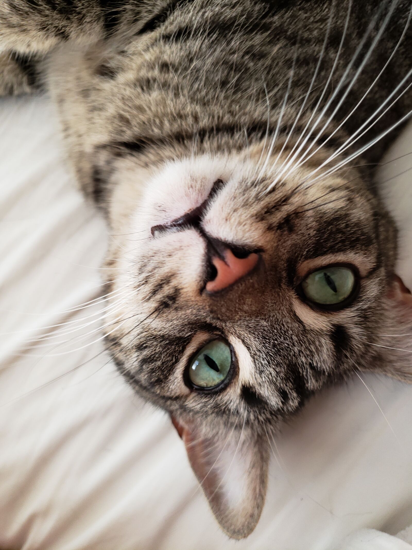 Samsung Galaxy S9 sample photo. Cat, animal, portrait photography