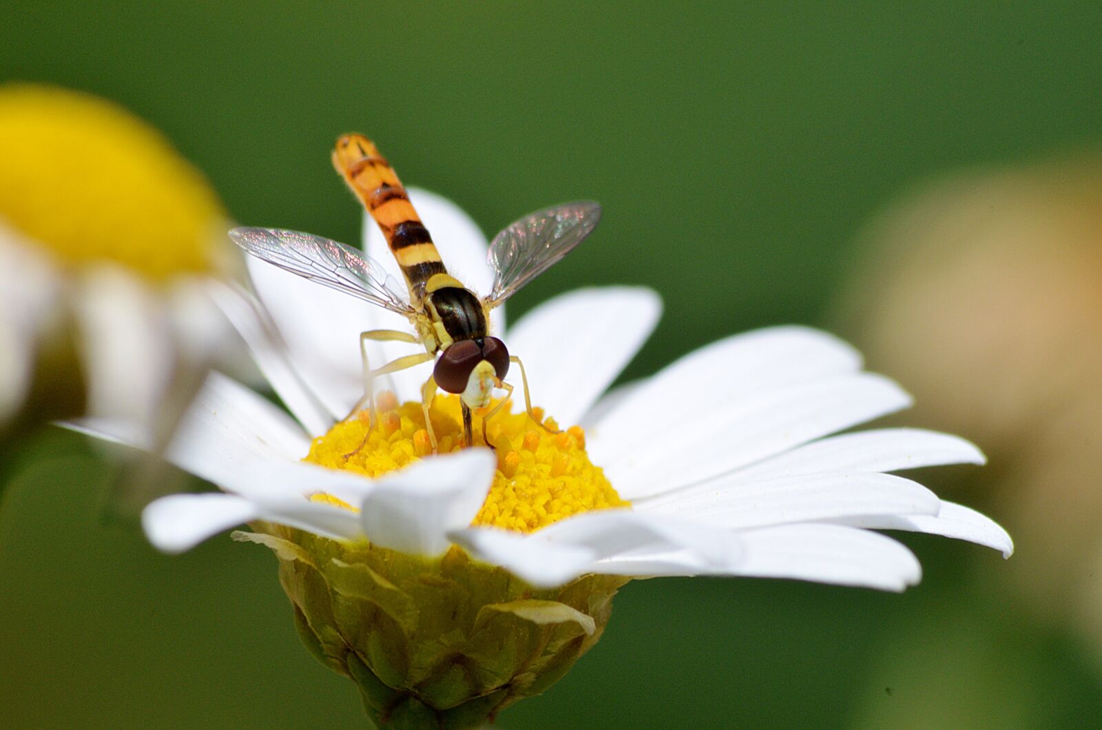 Nikon D5100 sample photo. Dragonfly, insect, wing photography