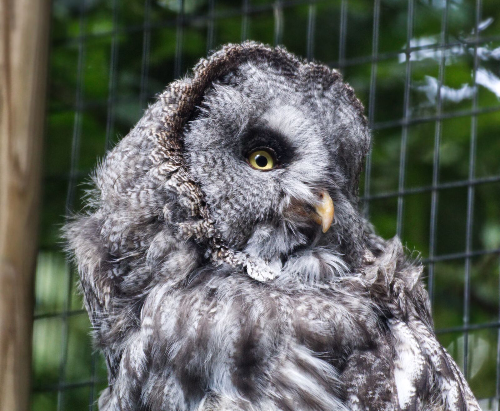 Canon EOS 1300D (EOS Rebel T6 / EOS Kiss X80) sample photo. Bird, owl, eagle owl photography