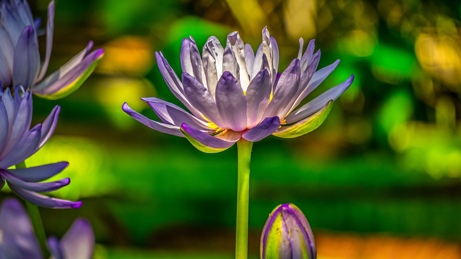 Sony E 55-210mm F4.5-6.3 OSS sample photo. Large water lily, nymphaea photography