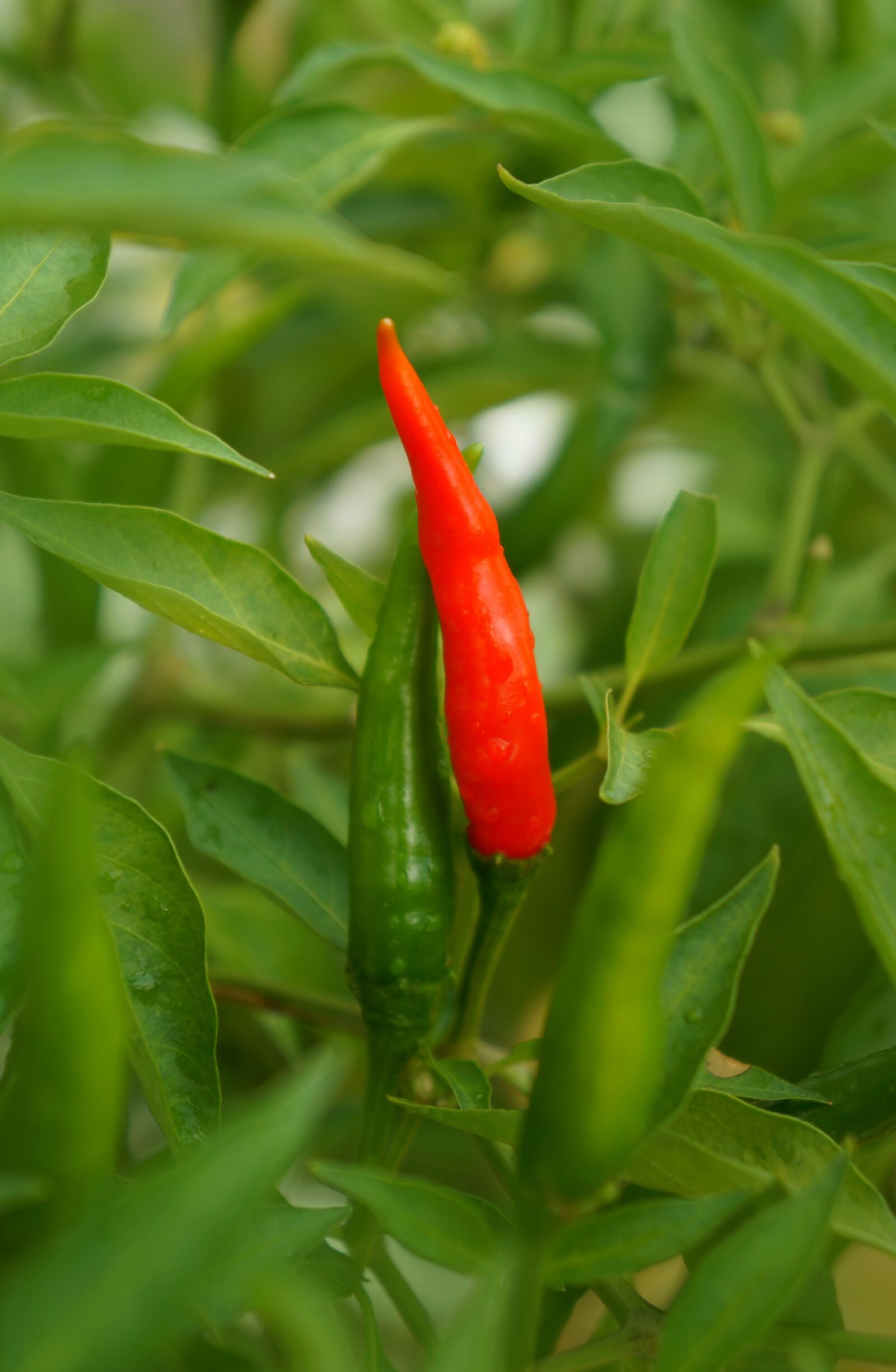 Sony Alpha NEX-F3 + Sony E 18-55mm F3.5-5.6 OSS sample photo. Food, chilli, red photography