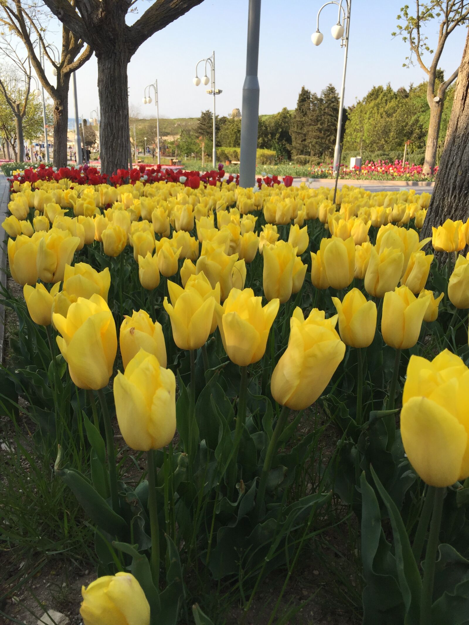 Apple iPhone 6 sample photo. Tulips, yellow, spring photography
