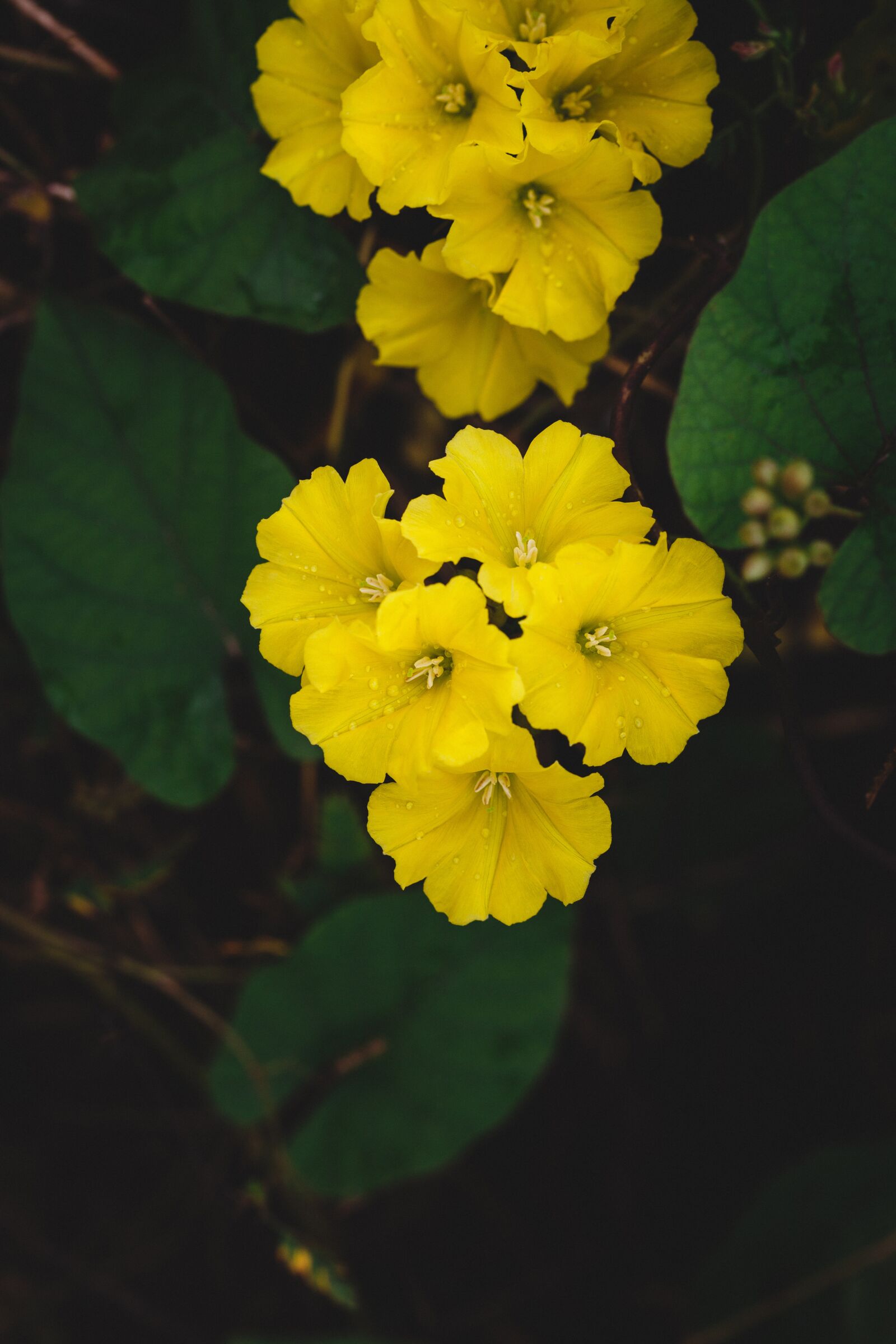 Canon EF 100mm F2.8L Macro IS USM sample photo. Flower, macro, field photography