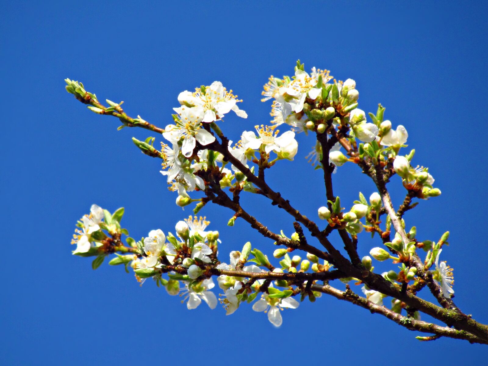 Canon PowerShot SX30 IS sample photo. Flowers, spring, tree photography
