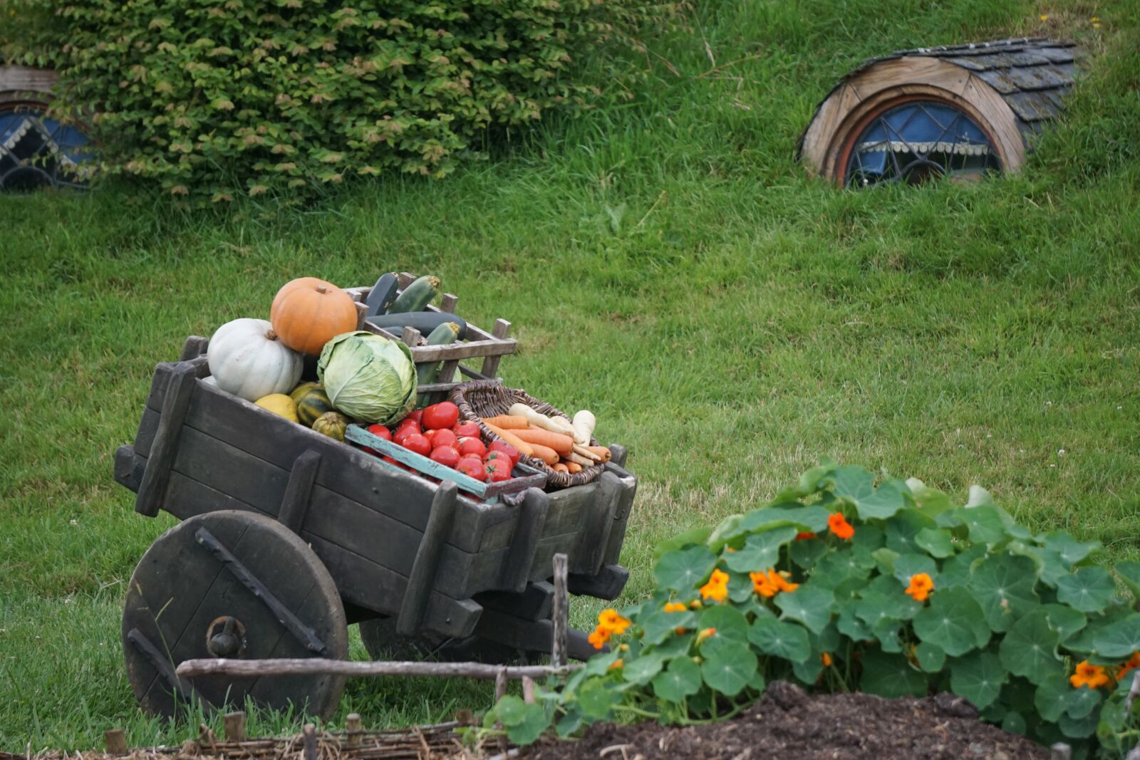 Sony a6000 sample photo. Garden, new zealand, the photography