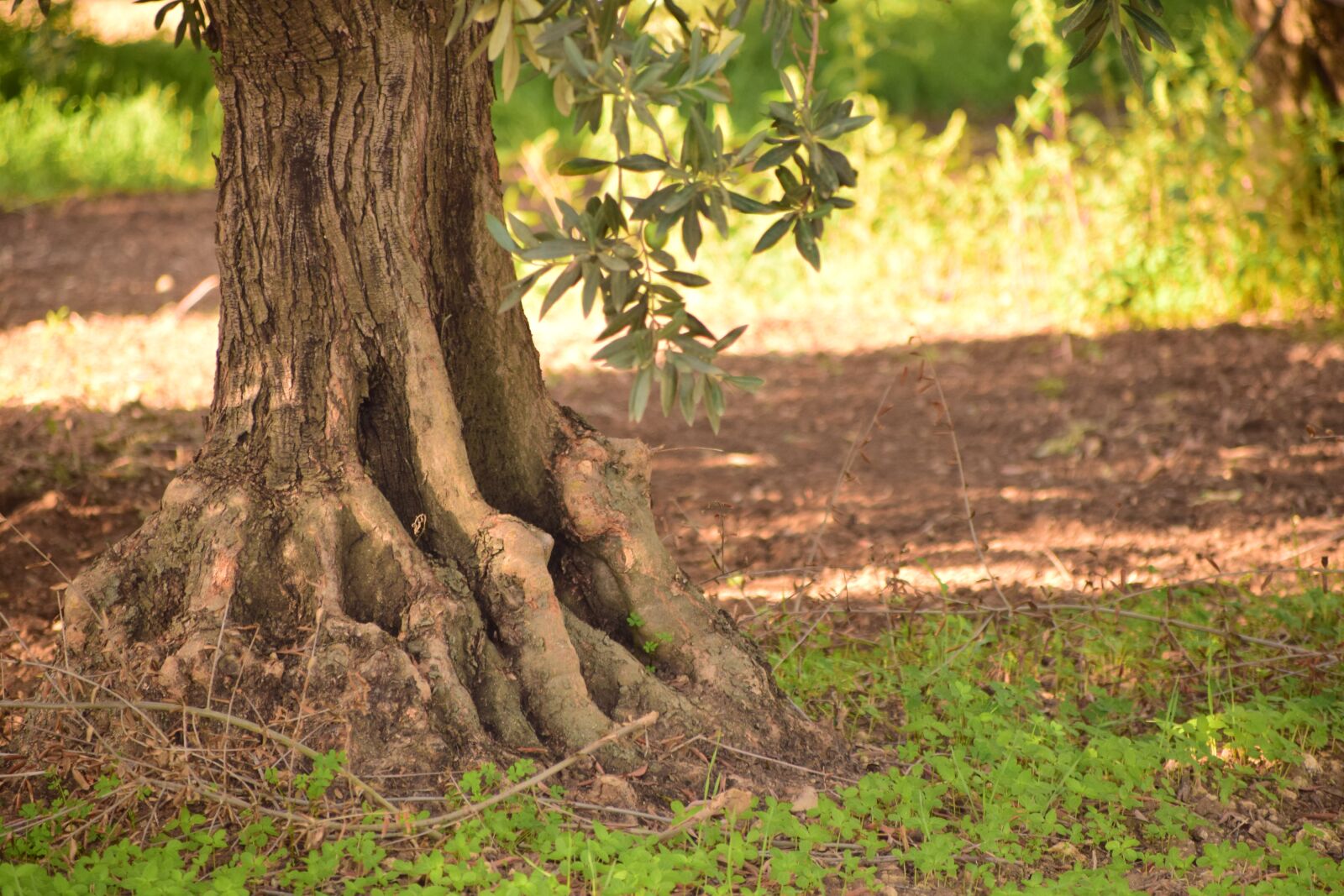 Nikon D3300 sample photo. Olives, olive tree, nature photography