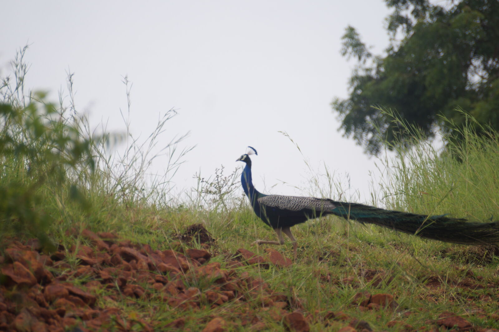 Sony DT 55-300mm F4.5-5.6 SAM sample photo. Peacock photography
