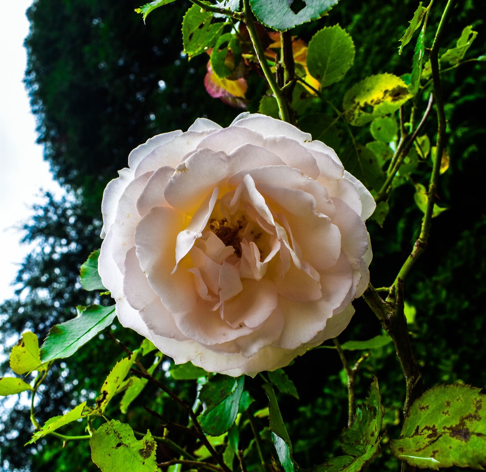 Nikon D3400 sample photo. Nature, flower, blossom photography