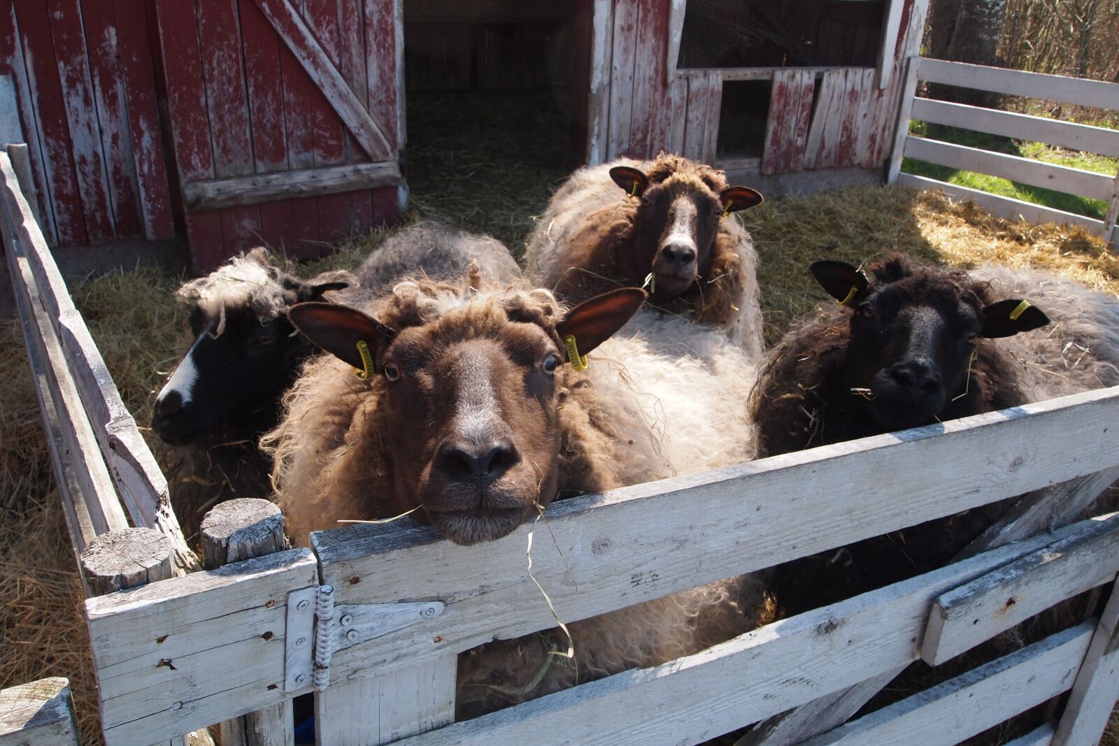 Olympus PEN E-PL1 sample photo. The sheep, ewe, villa photography