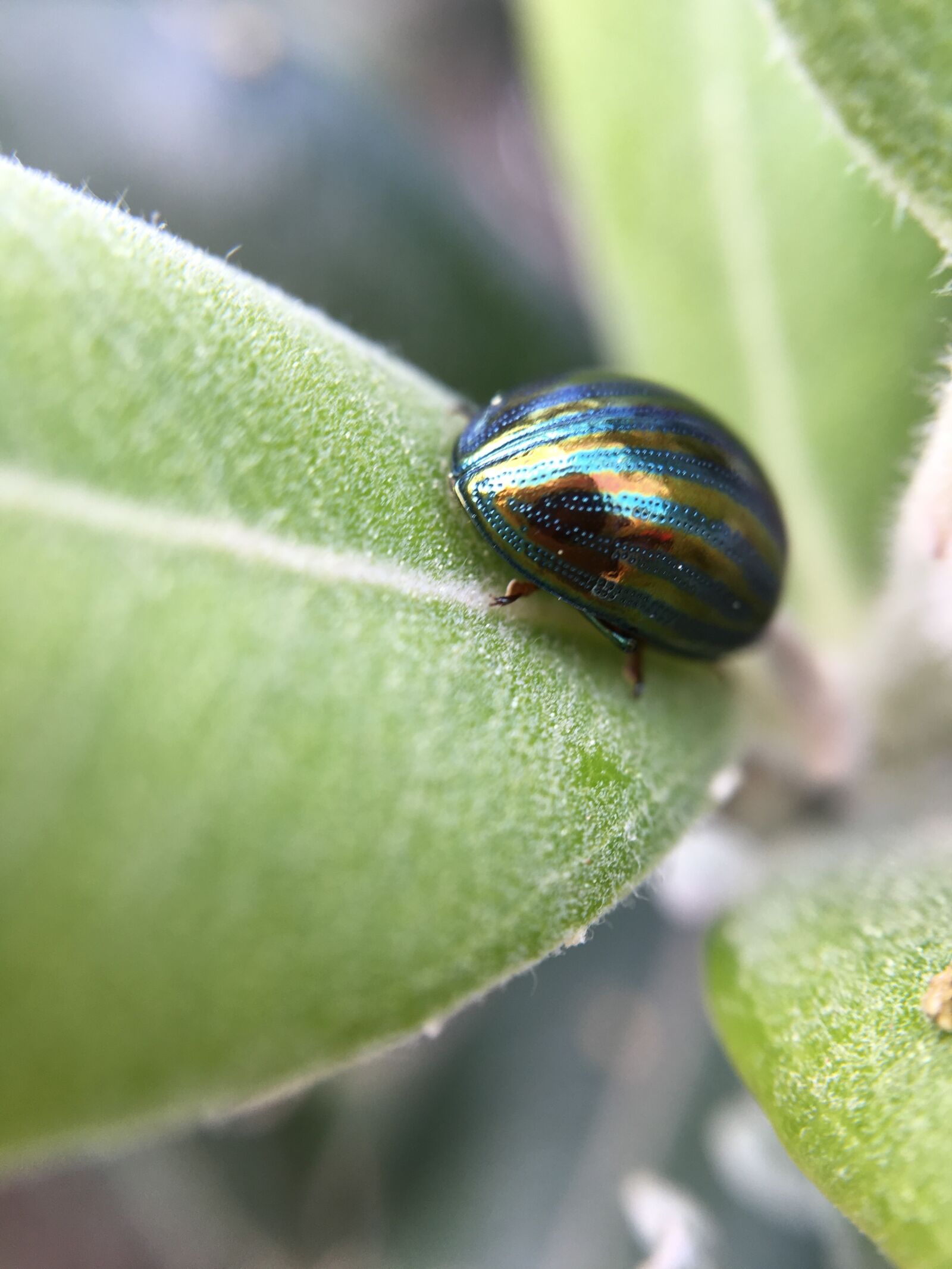 Apple iPhone 6s sample photo. Bug, macro, insect photography