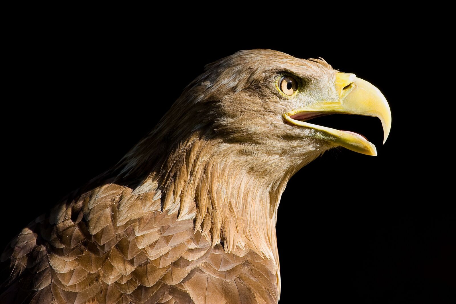 Canon EOS 20D sample photo. Bird, eagle, predator photography