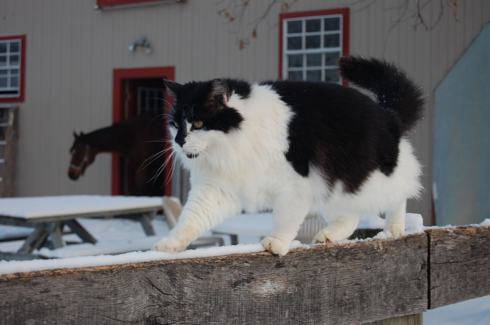 Nikon D40 sample photo. Cat, barn, farm photography