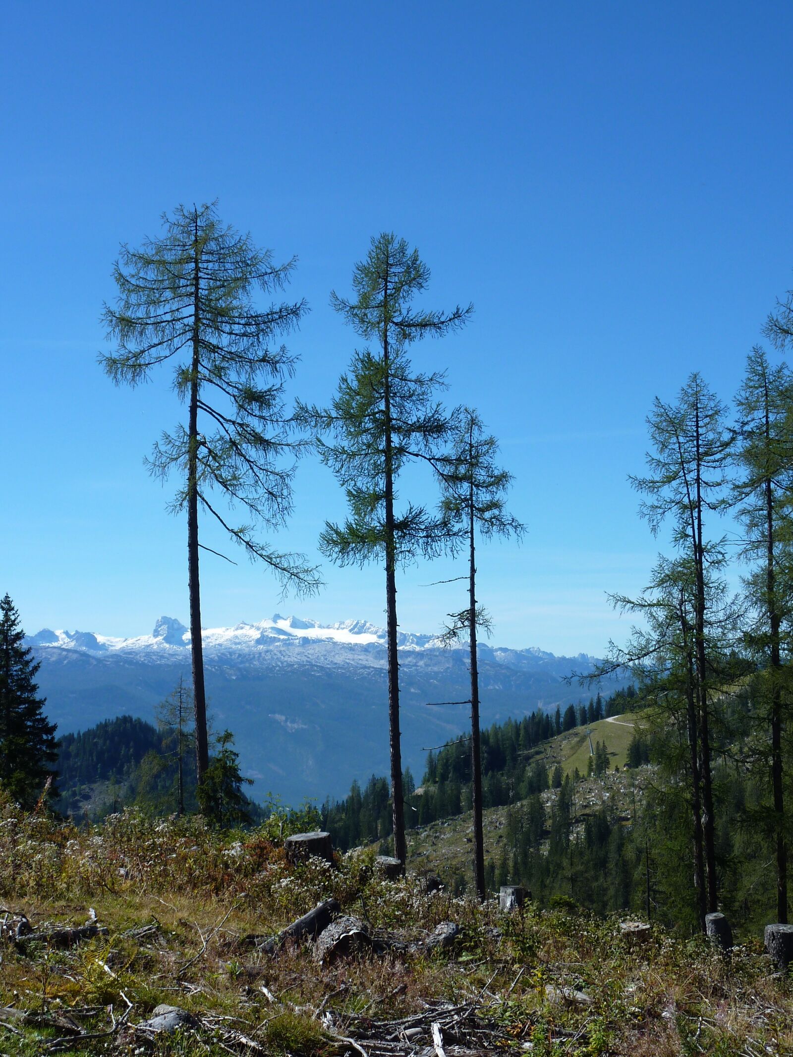 Panasonic DMC-TZ7 sample photo. Mountains, firs, austria photography