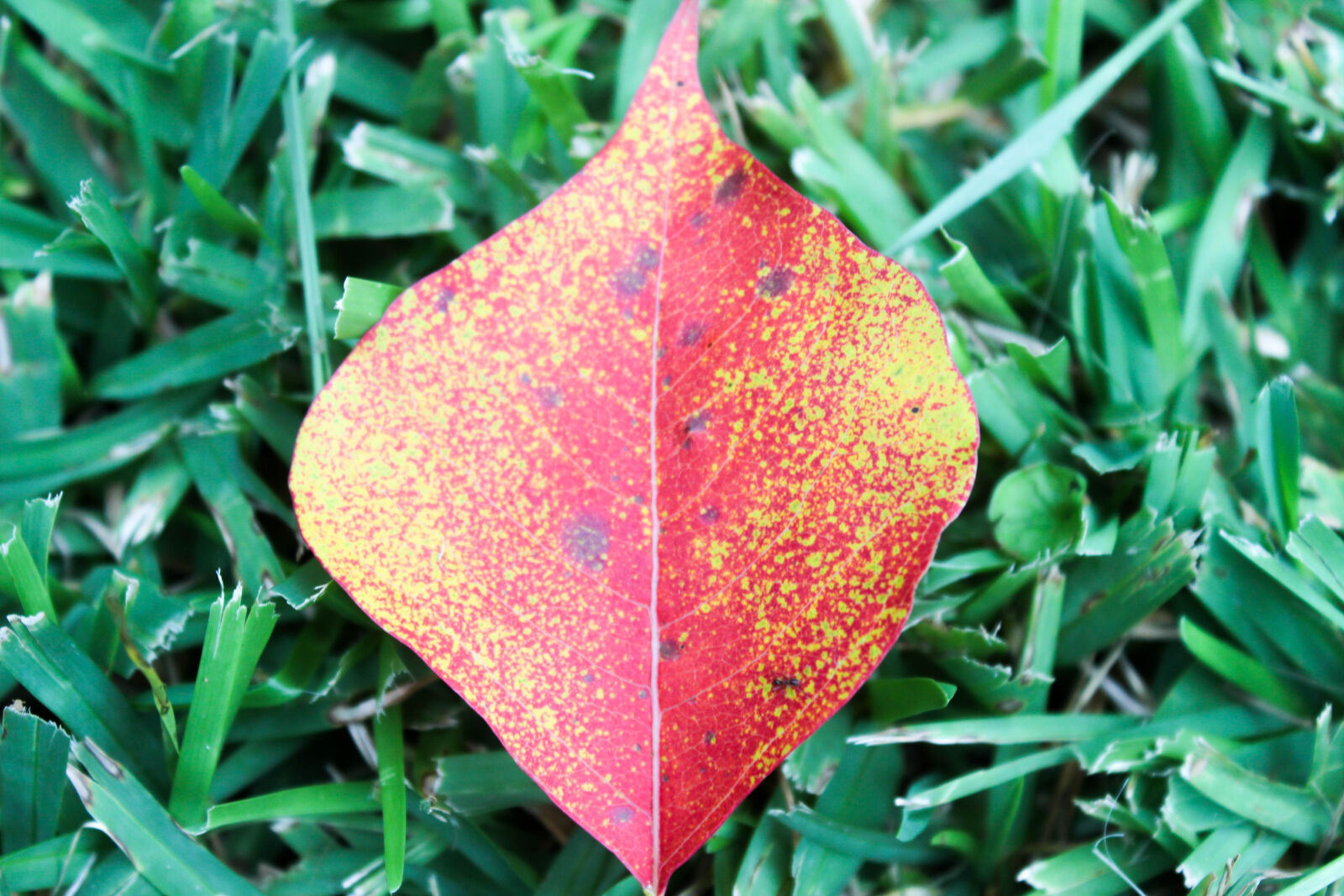 Canon EOS 600D (Rebel EOS T3i / EOS Kiss X5) sample photo. Autumn, autumn, leaf, fall photography