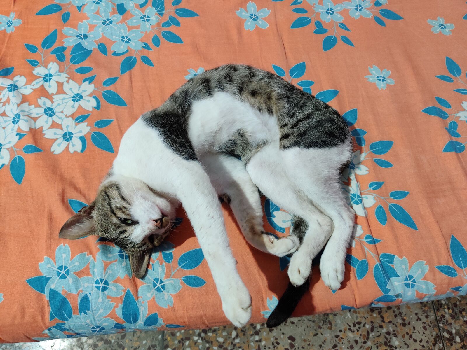 OnePlus HD1901 sample photo. Cats, animals, kitten photography