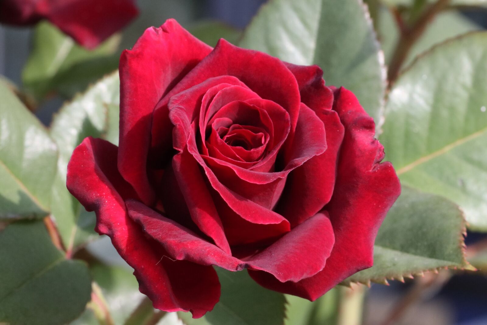 Tamron SP 90mm F2.8 Di VC USD 1:1 Macro sample photo. Rose, flower, beautiful photography