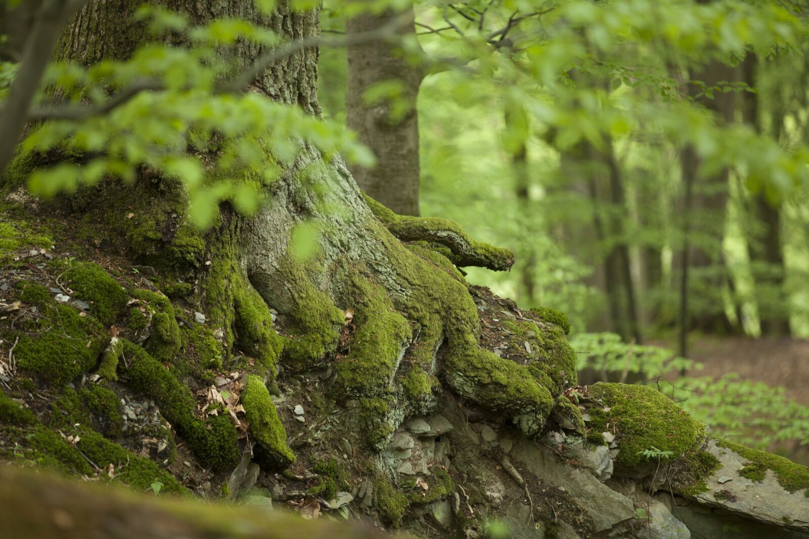 Canon EOS 5D Mark II + Canon EF 70-200mm F2.8L IS II USM sample photo. Nature, forest, forests photography