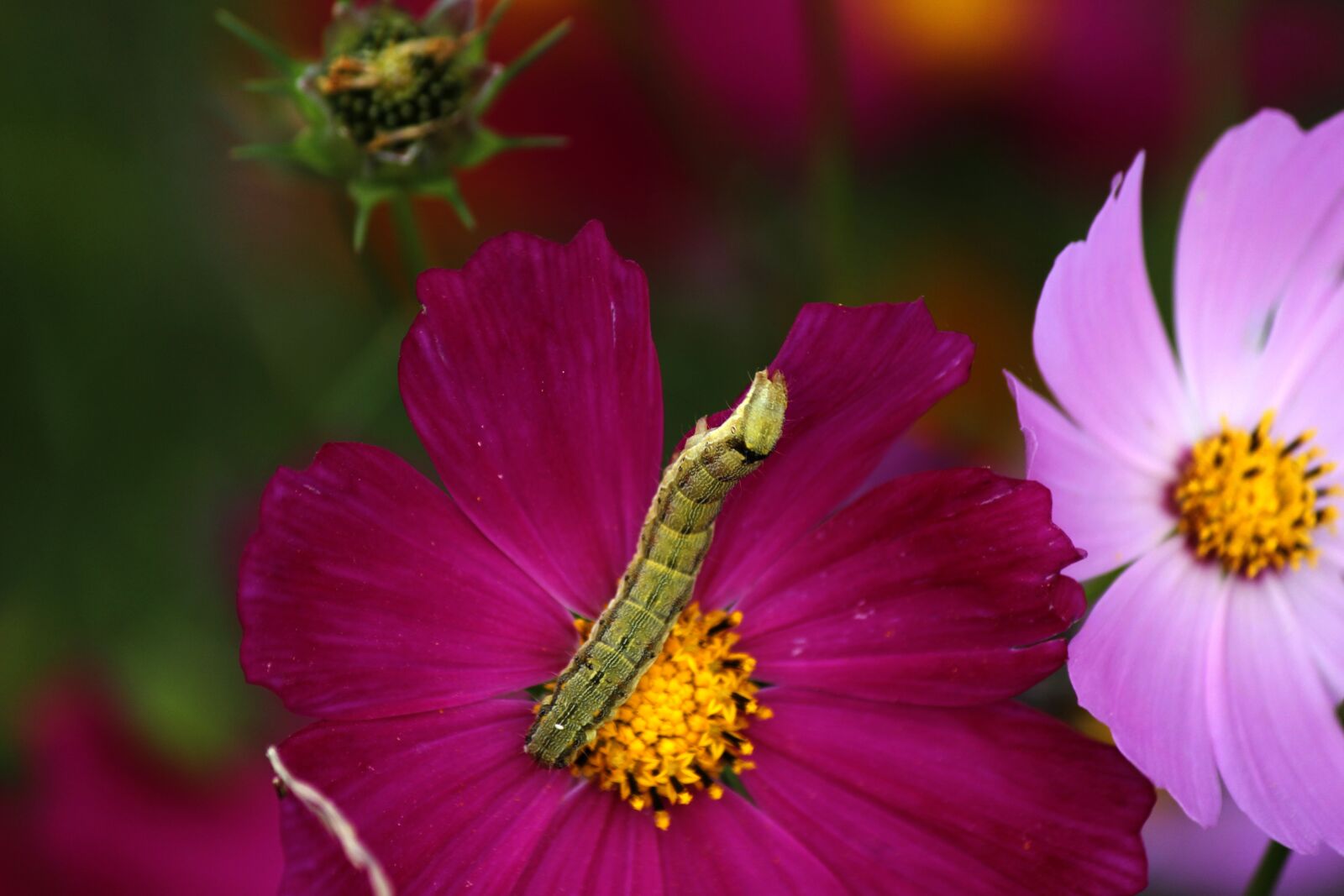 Canon EOS 100D (EOS Rebel SL1 / EOS Kiss X7) sample photo. Cosmos, larva, bug photography
