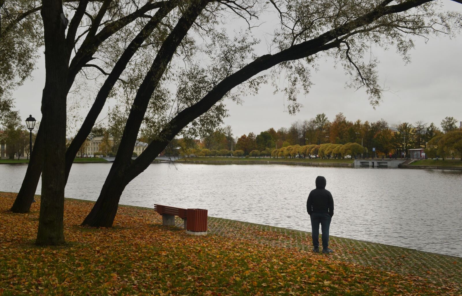 Nikon D3100 sample photo. Autumn, nature, tree photography