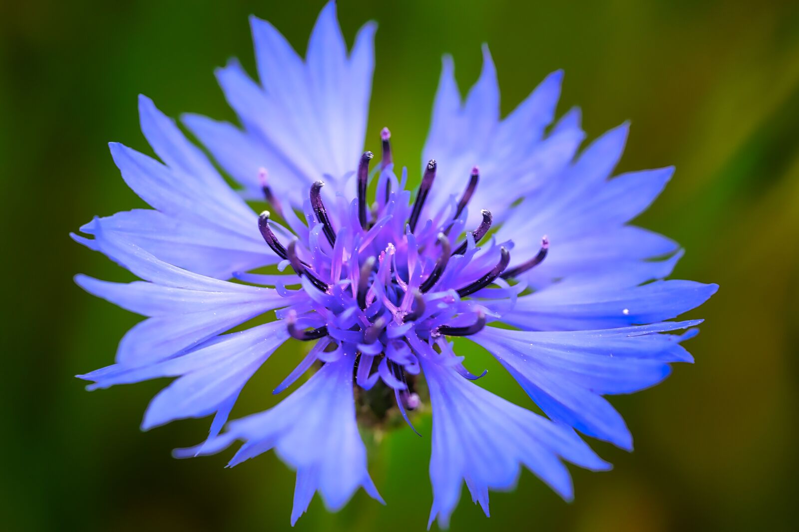 Panasonic Lumix DMC-G5 sample photo. Nature, flower, summer photography