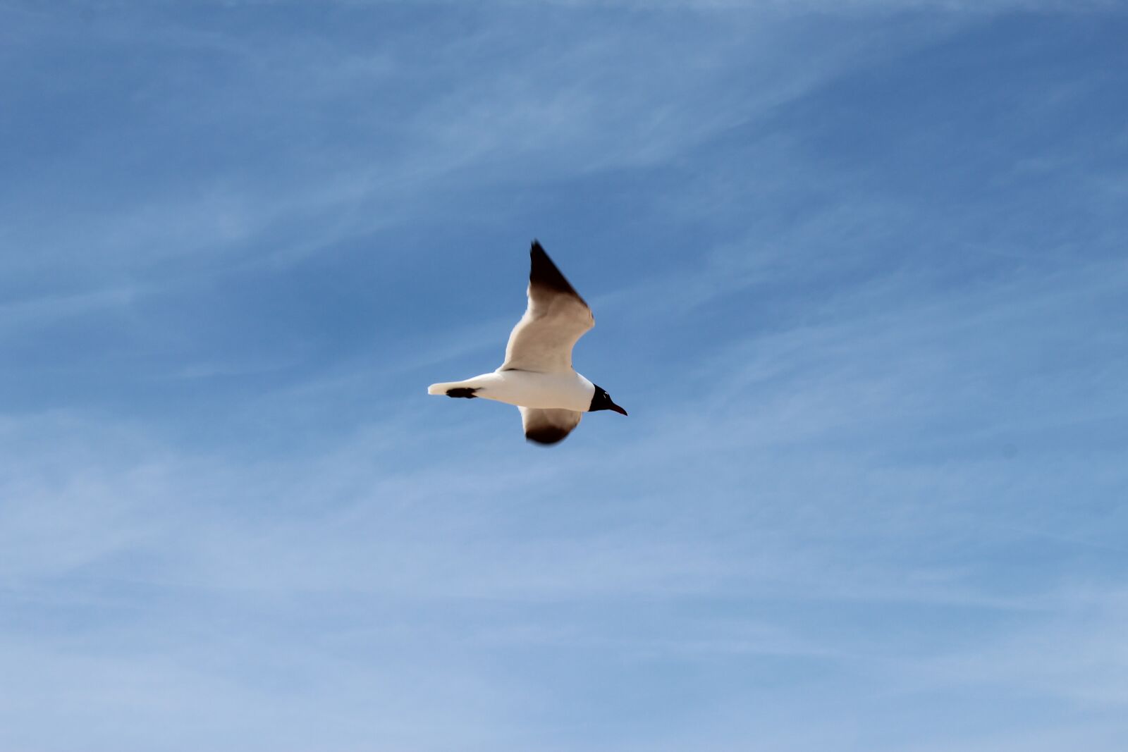 Canon EOS 1300D (EOS Rebel T6 / EOS Kiss X80) sample photo. Sky, flight, bird photography