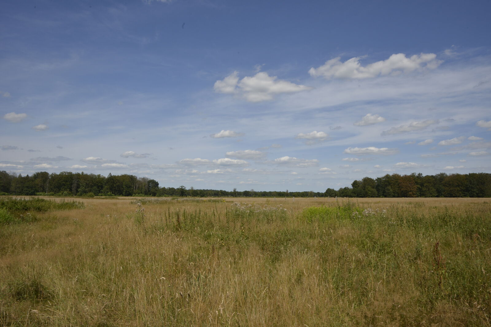 Nikon D800 sample photo