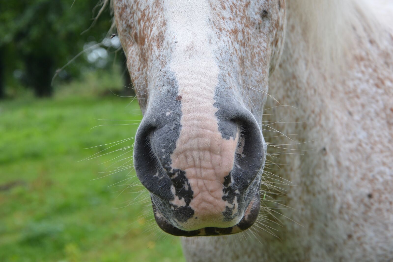 Nikon D5200 sample photo. Horse, nostrils, snout photography