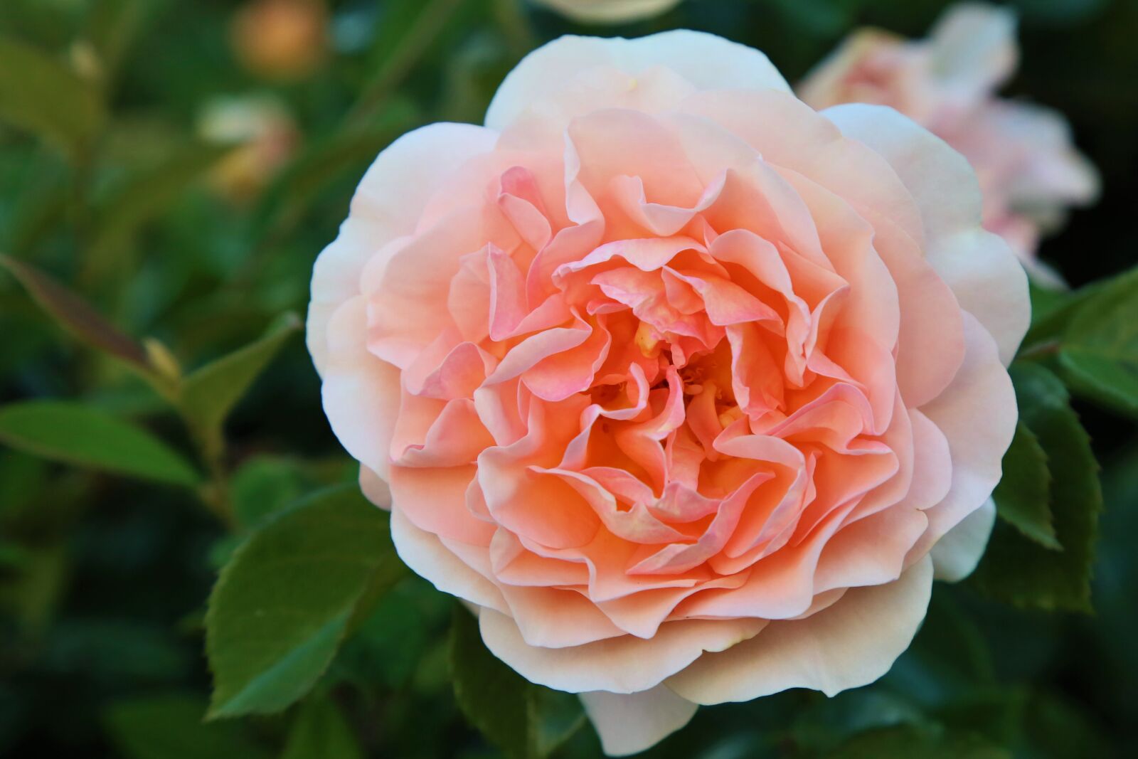 Canon EF 24-105mm F4L IS USM sample photo. Rose, spring, nature photography