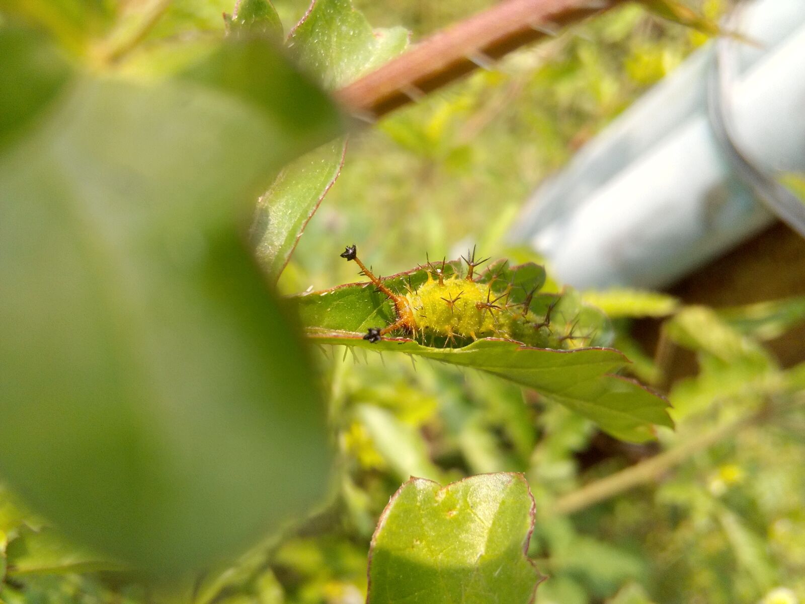 HUAWEI Y541-U02 sample photo. Caterpillar, insects, hidden kingdom photography