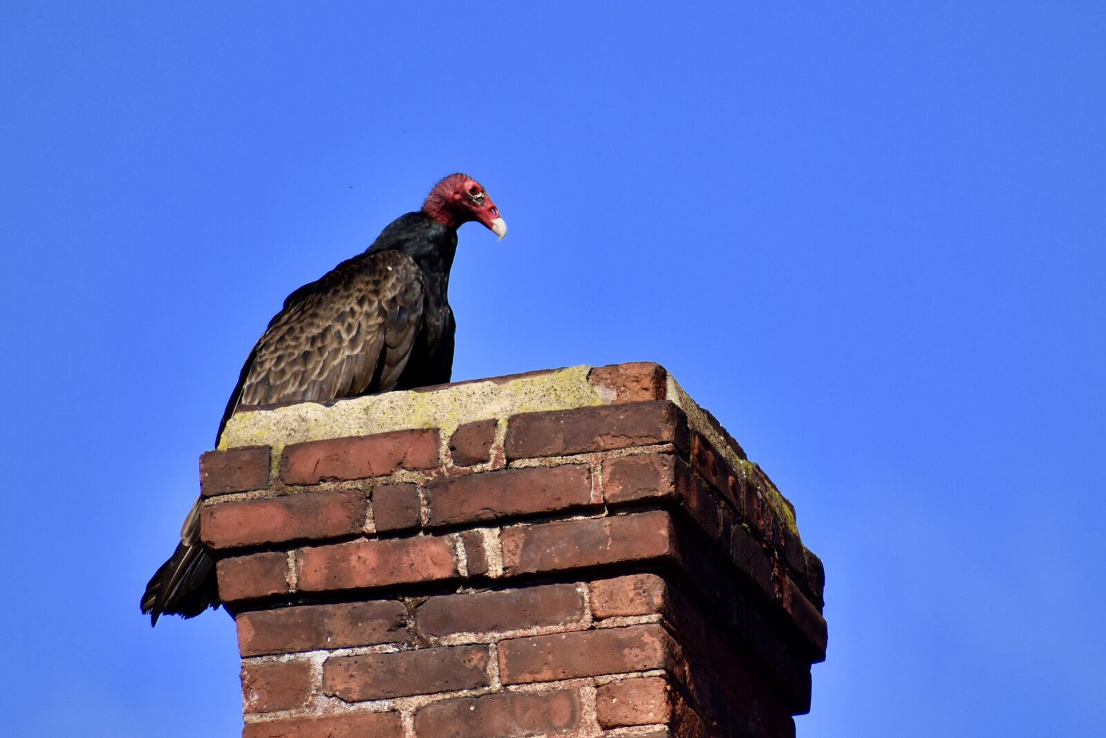 Nikon D3400 sample photo. Turkey vulture, chimney, spring photography