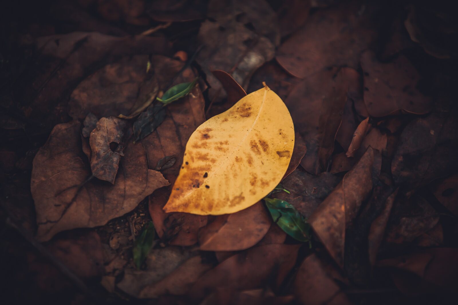 Canon EOS 5D + Canon EF 70-200mm F2.8L USM sample photo. Leaf, abstract, yellow photography