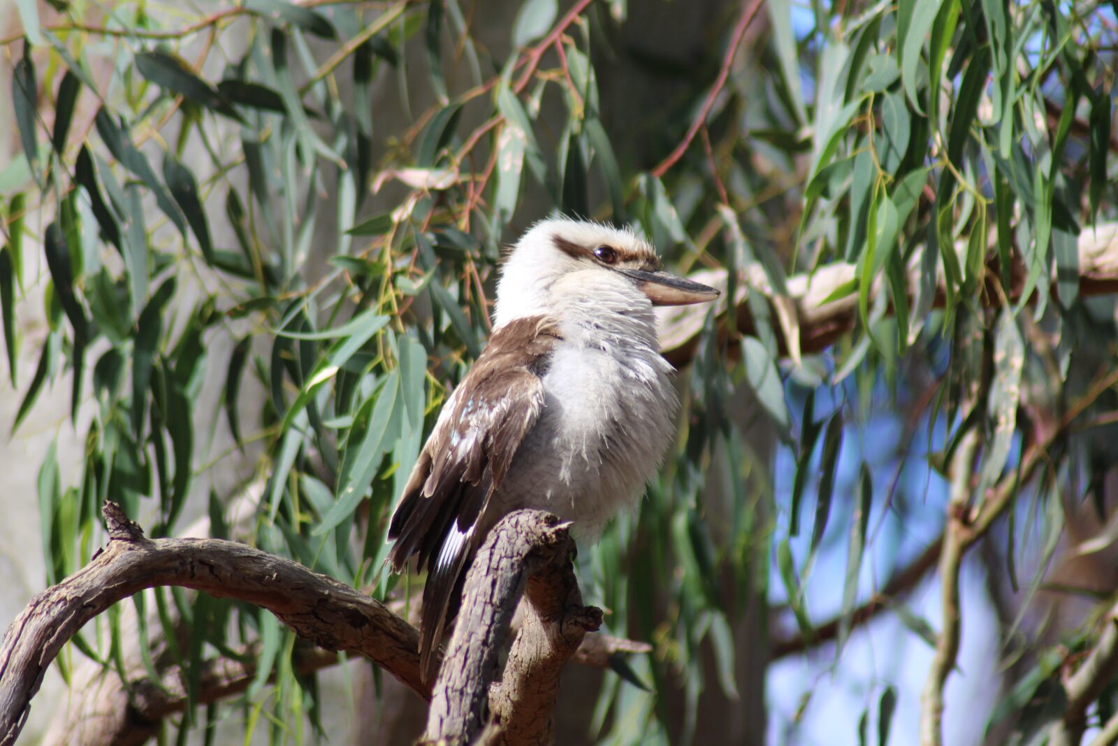 Canon EOS 700D (EOS Rebel T5i / EOS Kiss X7i) sample photo. Laughing kookaburra, fledgling, downy photography