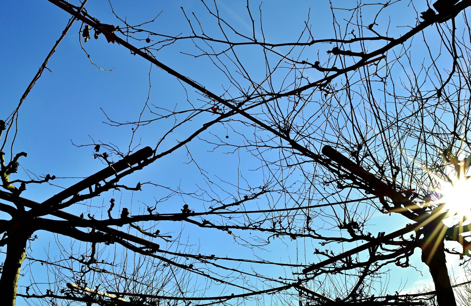 Nikon D5600 sample photo. Connection, park, plane trees photography