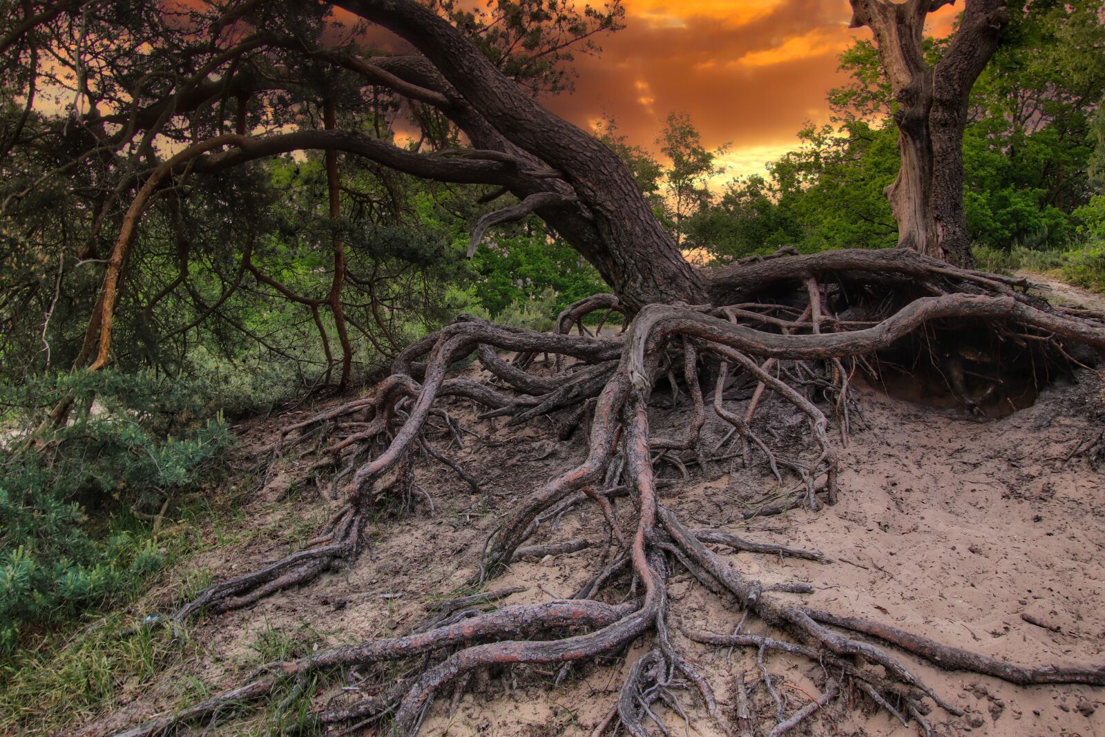 Tamron 18-400mm F3.5-6.3 Di II VC HLD sample photo. Tree, tree root, sunset photography