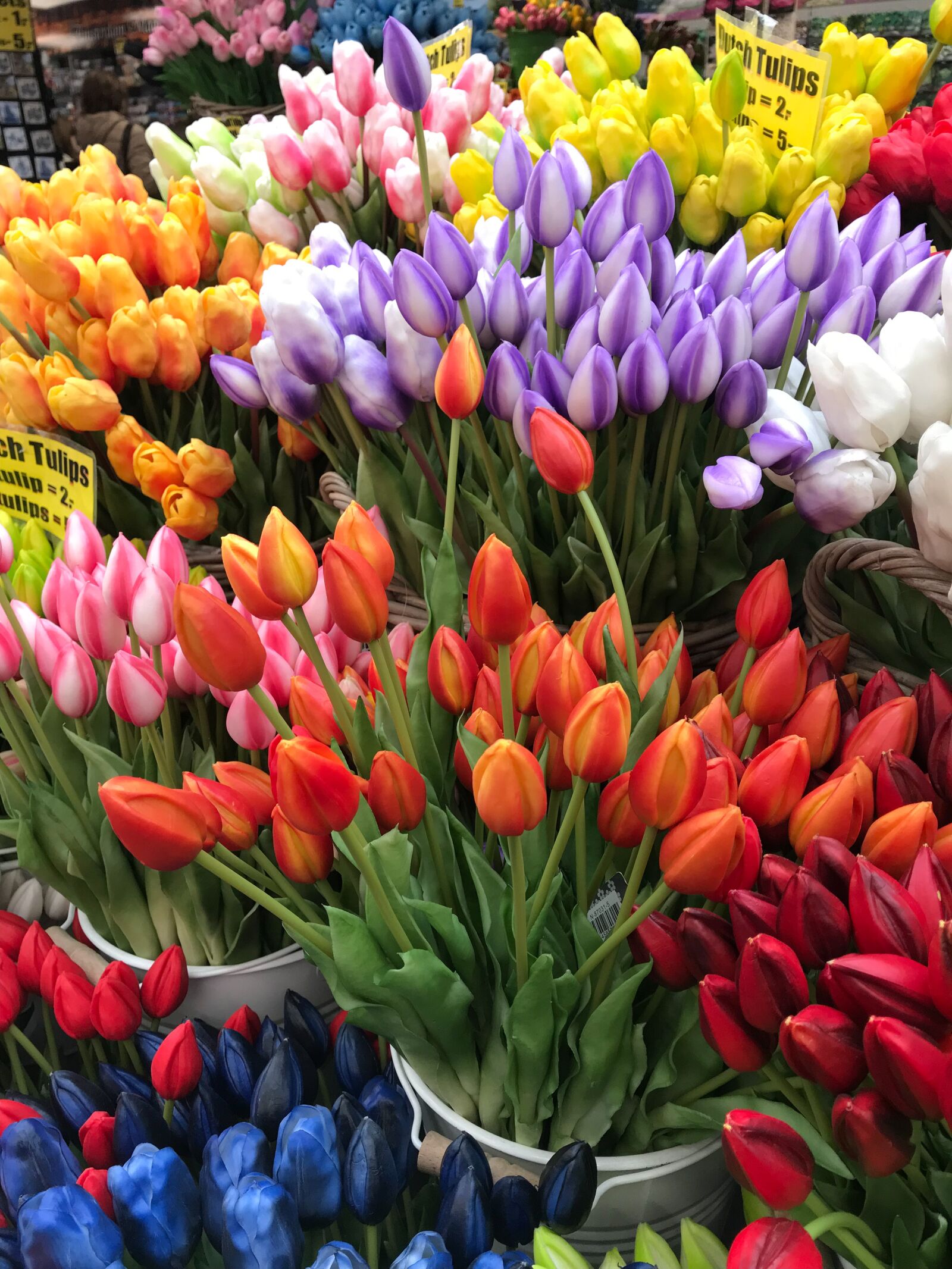 iPhone 7 Plus back dual camera 3.99mm f/1.8 sample photo. Tulips, nature, spring photography