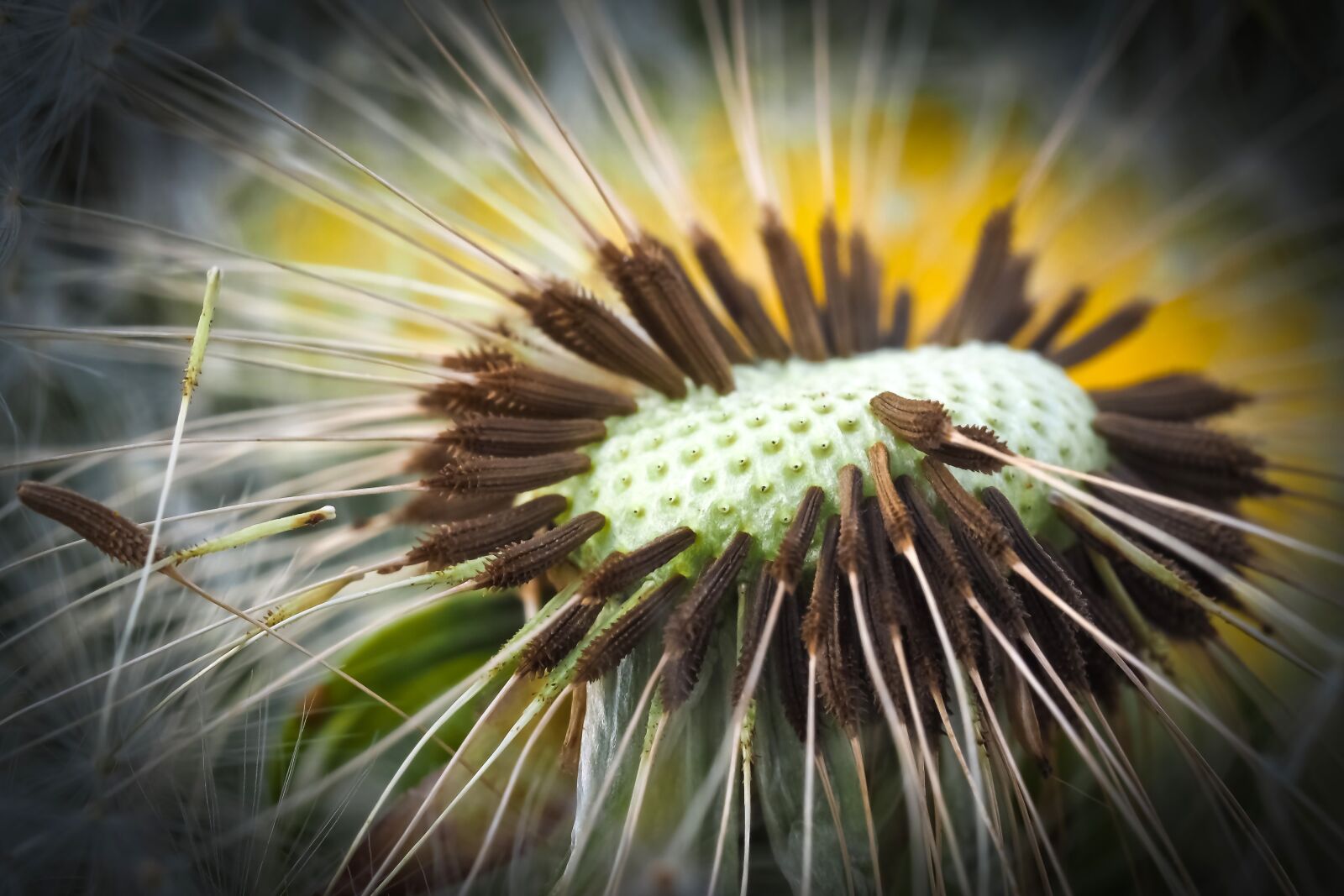 Olympus OM-D E-M10 sample photo. Dandelion, close up, pointed photography