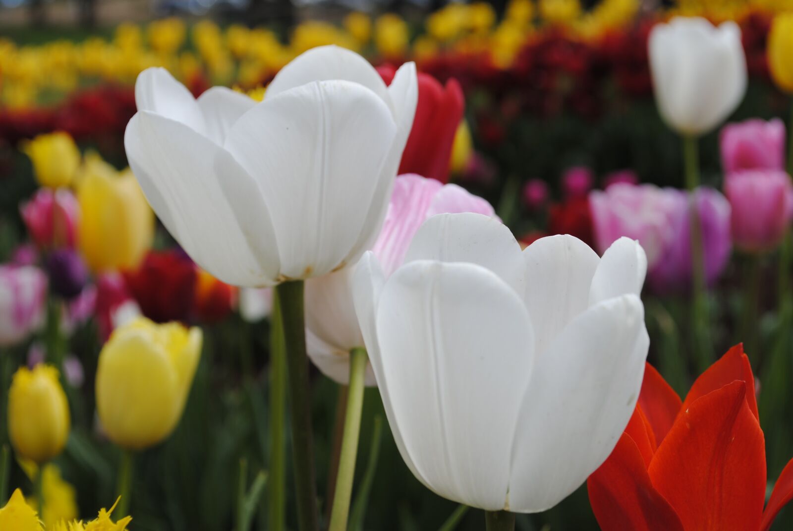 Nikon D3000 sample photo. Tulip, flower, flora photography