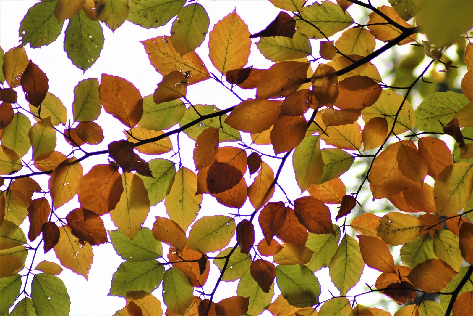 Canon EOS 1300D (EOS Rebel T6 / EOS Kiss X80) sample photo. Leaves, backlighting, autumn photography