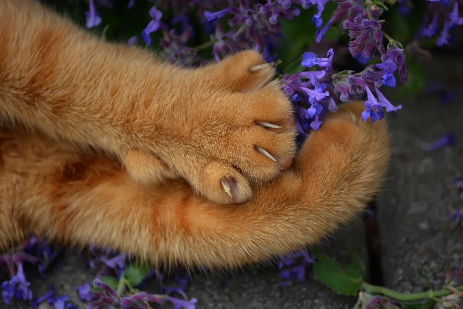 Nikon D5200 sample photo. Winnie the pooh, cat photography