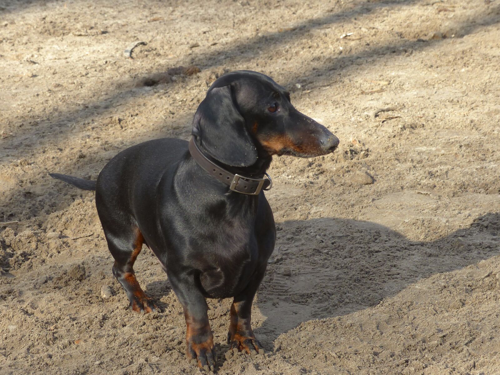 Panasonic Lumix DMC-FZ200 sample photo. Dog, dachshund, animal photography
