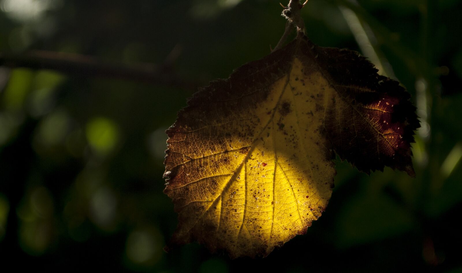Nikon D90 sample photo. Autumn, leafs, nature photography