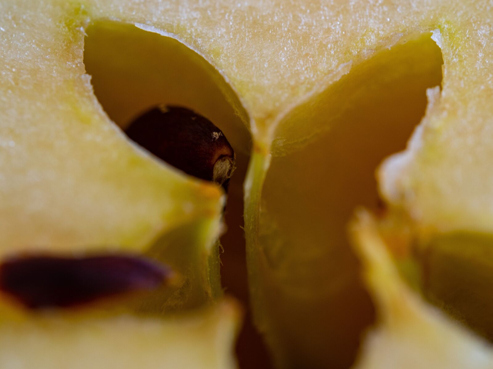 Olympus OM-D E-M10 III sample photo. Macro, fruit, apple photography