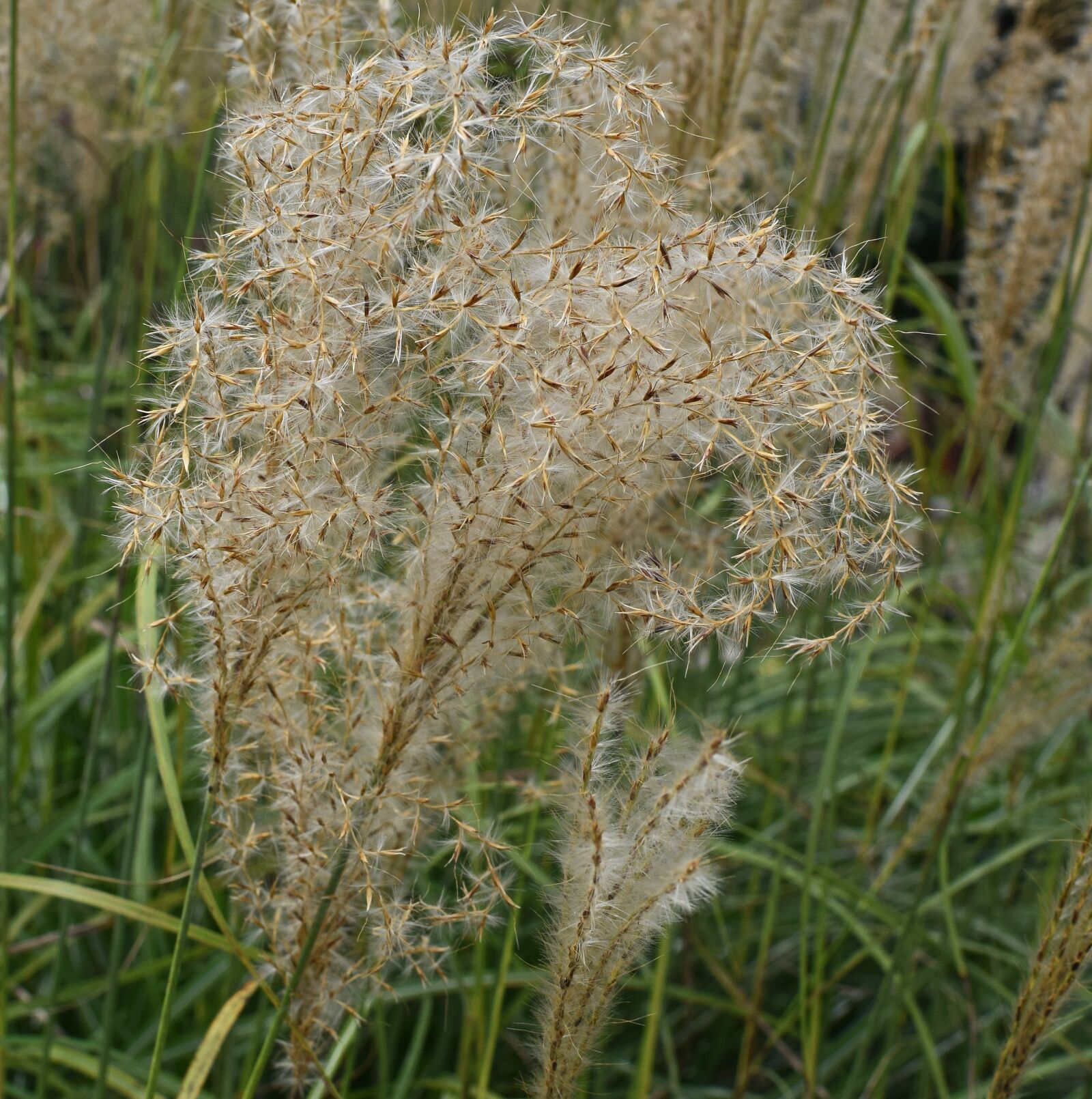Nikon D3300 sample photo. Plume grass, ornamental grass photography