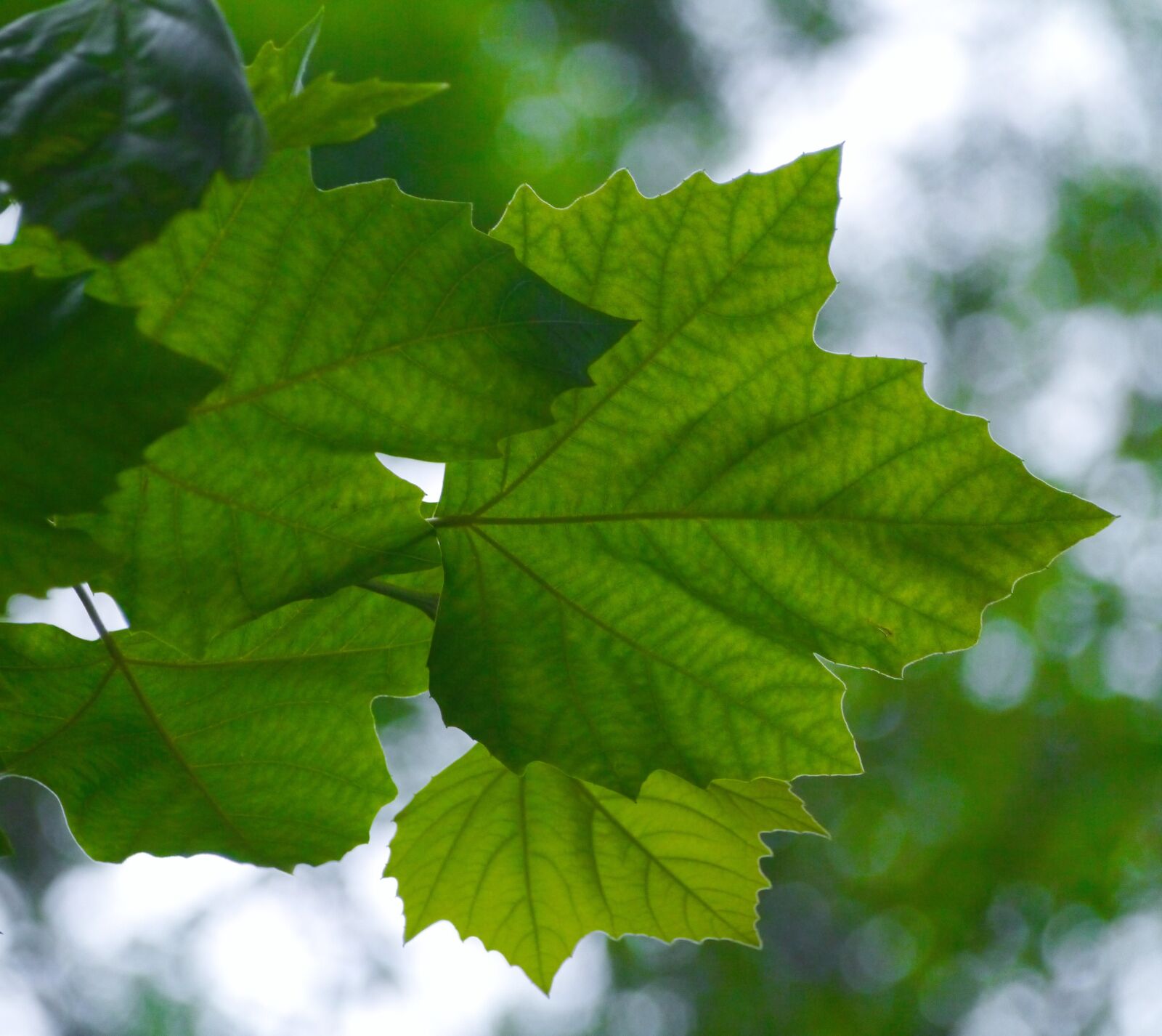 Panasonic Lumix DMC-GX1 sample photo. Acer mono, itaya-kaede, maple photography