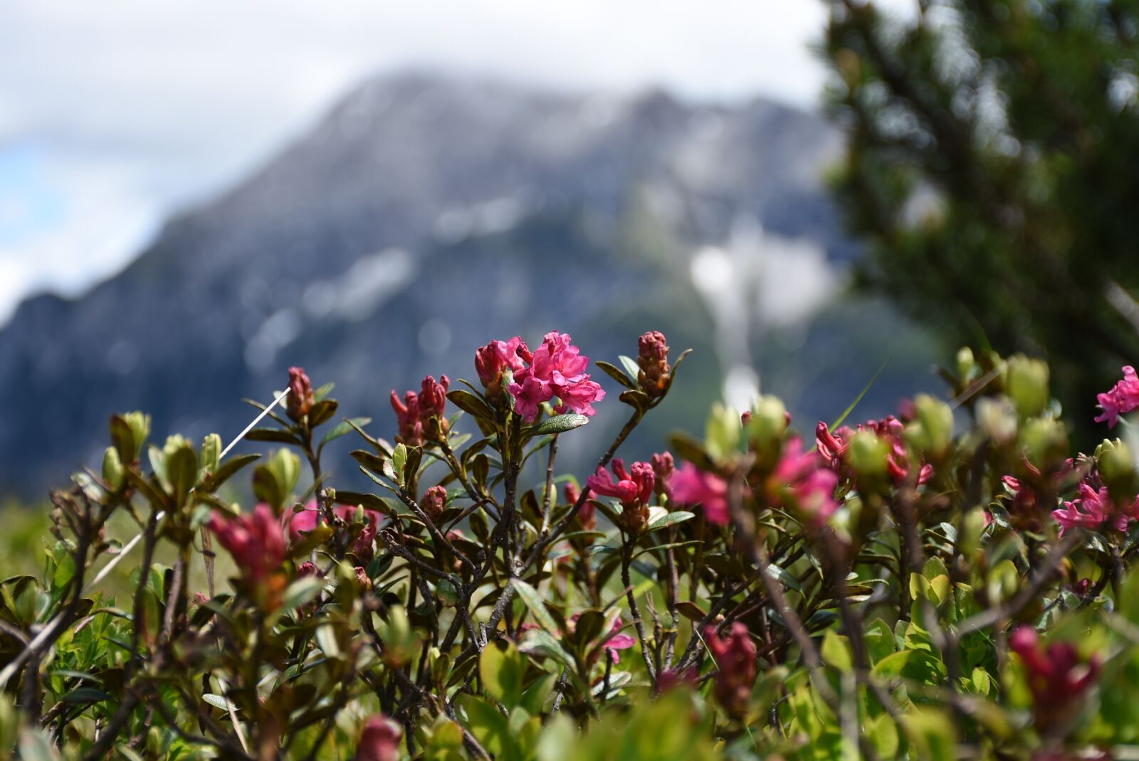 Nikon D7200 sample photo. Alpine rose, snow fields photography
