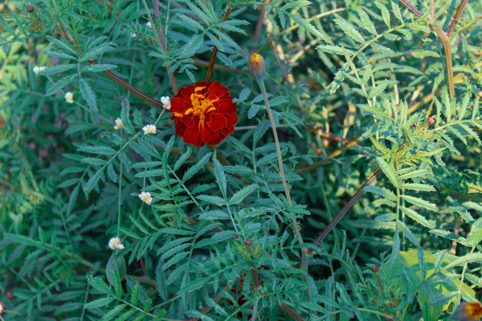 Canon EOS 1300D (EOS Rebel T6 / EOS Kiss X80) sample photo. Flower, red, rose photography