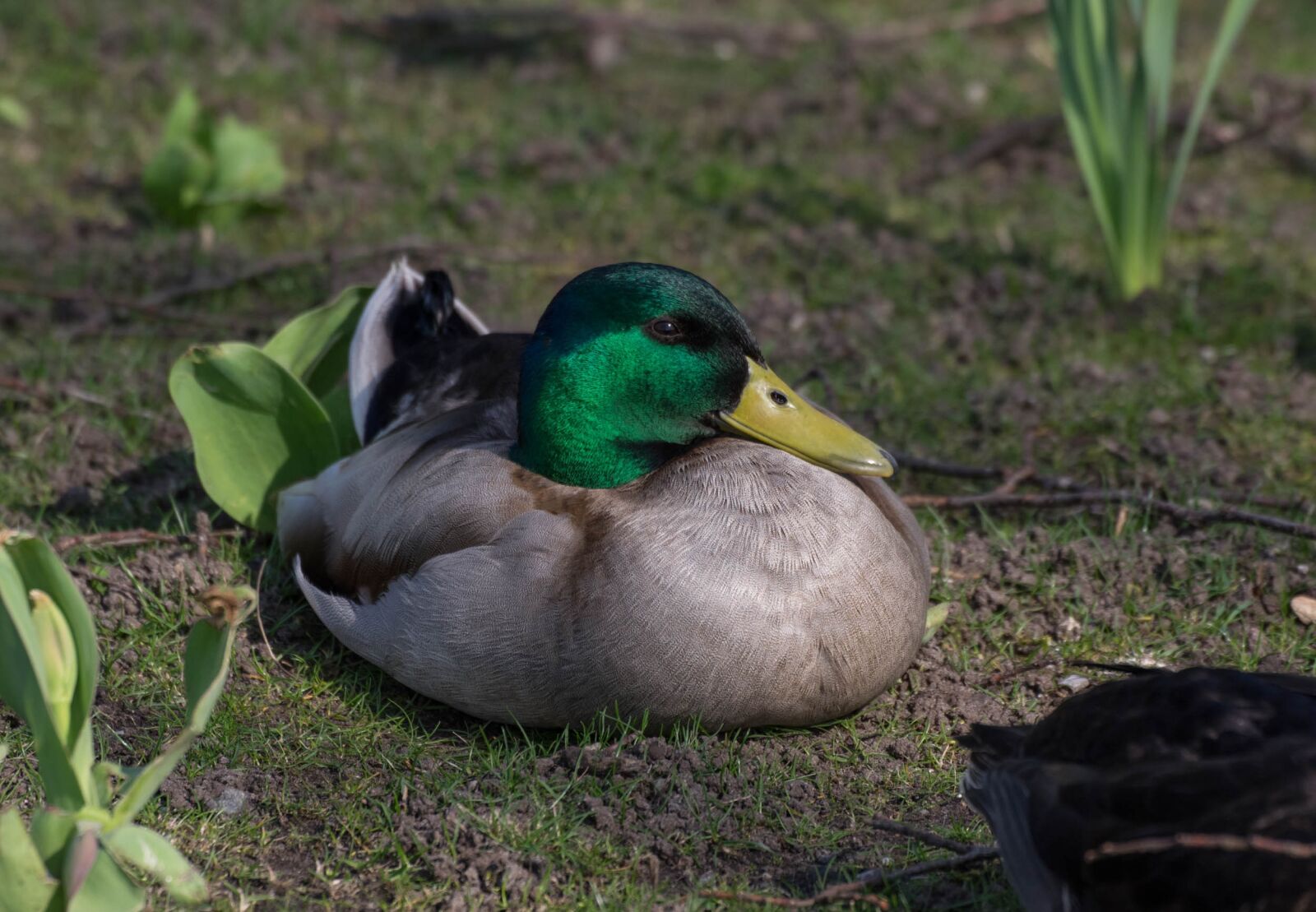 Pentax K-3 sample photo. Bird, duck, nature photography