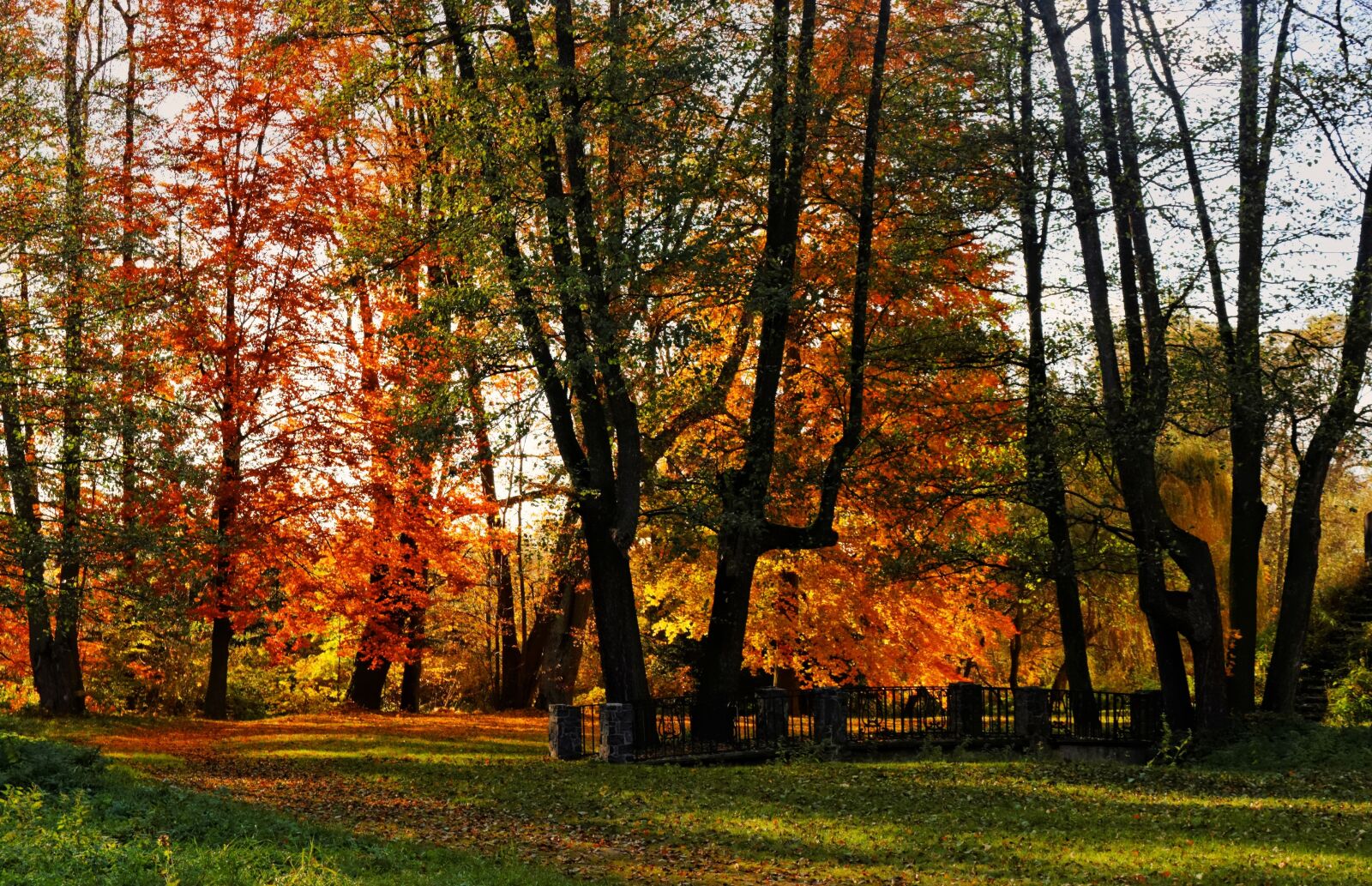 Canon EOS 600D (Rebel EOS T3i / EOS Kiss X5) sample photo. Foliage, autumn, autumn gold photography