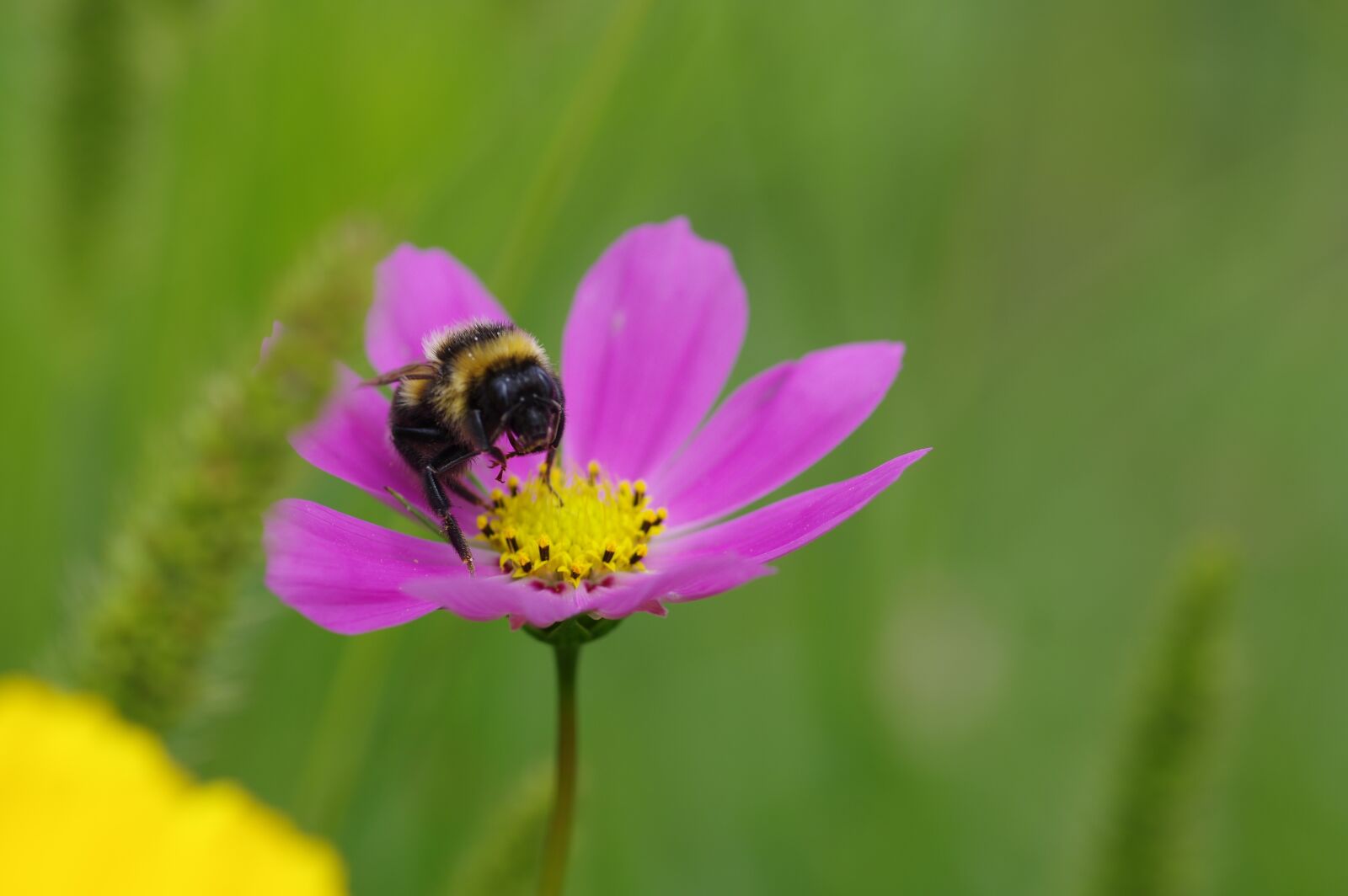 Pentax K-3 sample photo. Hummel, cosmea, flower photography