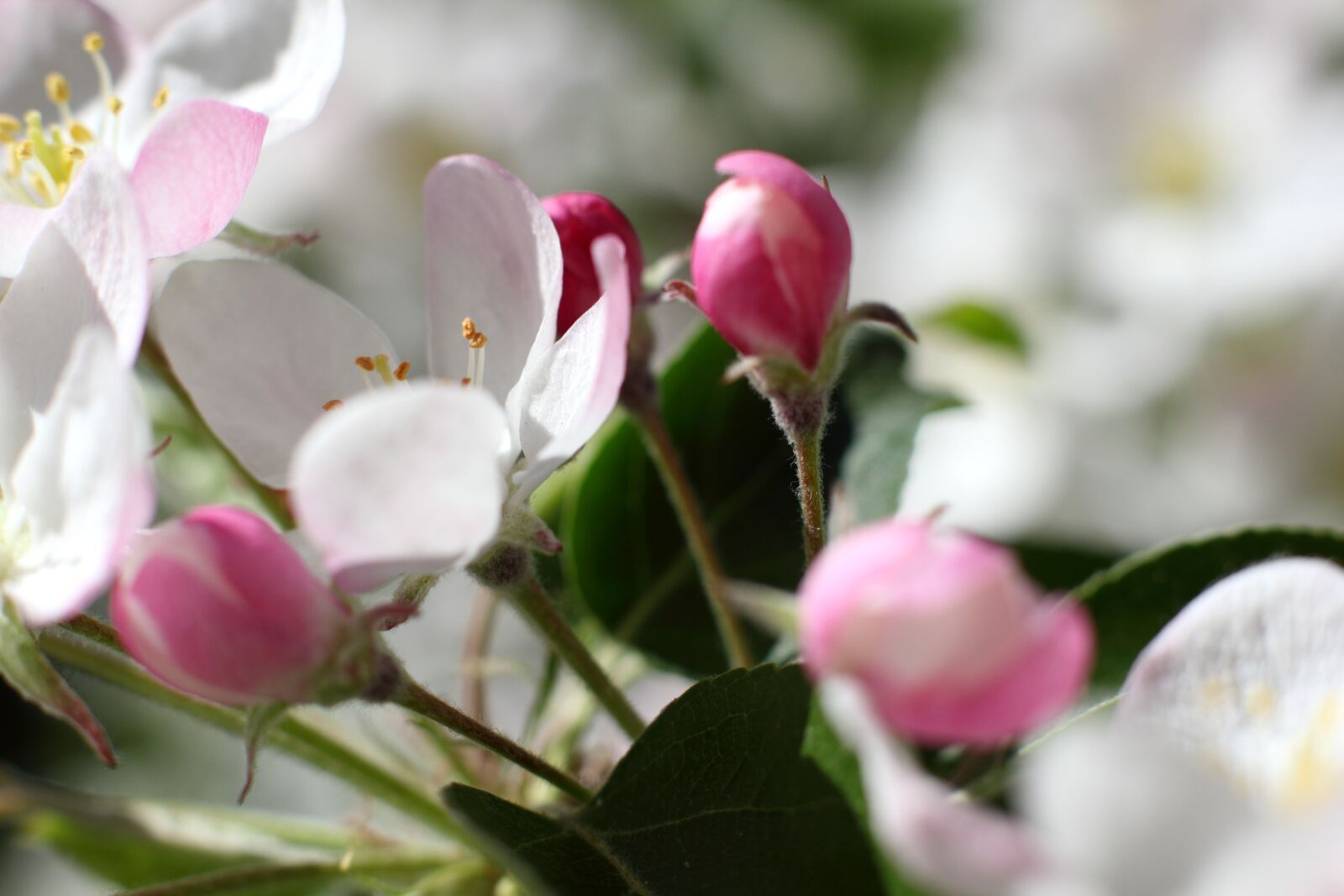 Canon EOS 550D (EOS Rebel T2i / EOS Kiss X4) sample photo. Apple tree, tree, when photography